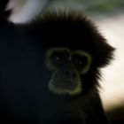 Gibbon