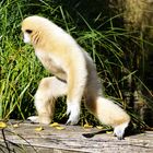 Gibbon