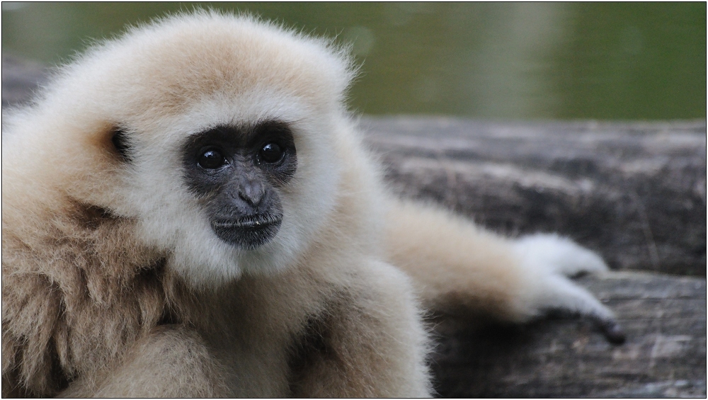 ... Gibbon ...