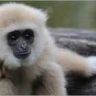 ... Gibbon ...