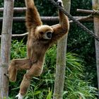 Gibbon