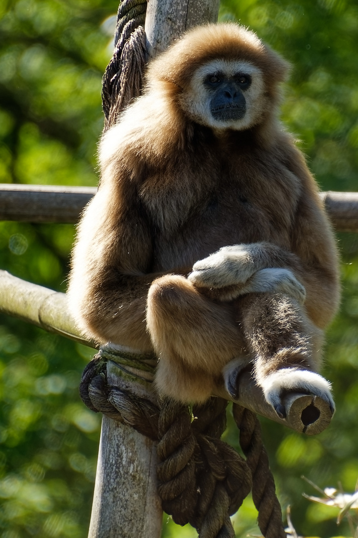 Gibbon