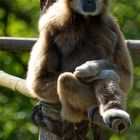 Gibbon