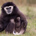 Gibbon