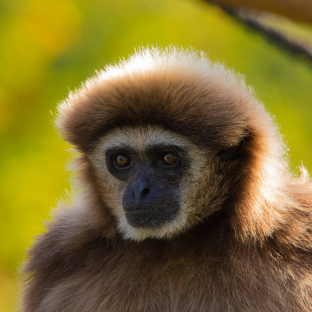 Gibbon