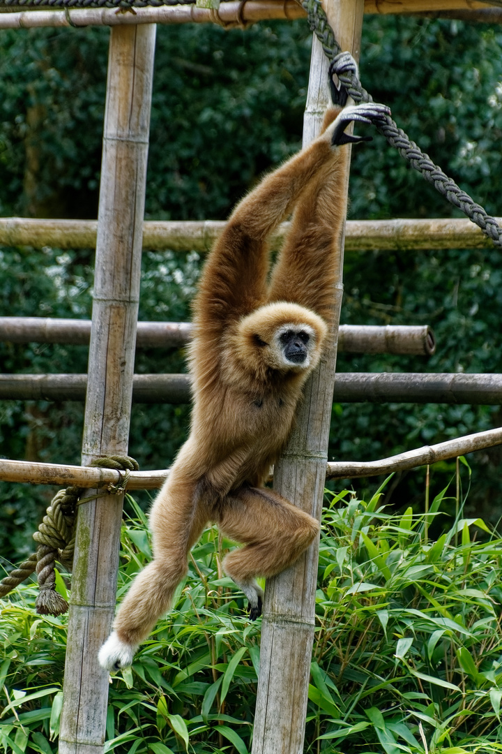 Gibbon