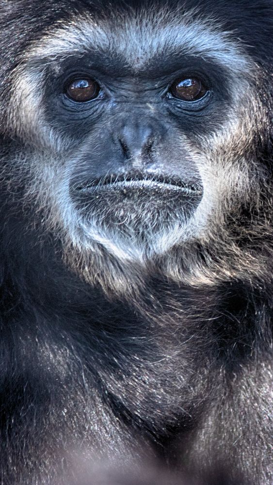 Gibbon Face