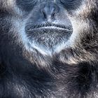 Gibbon Face