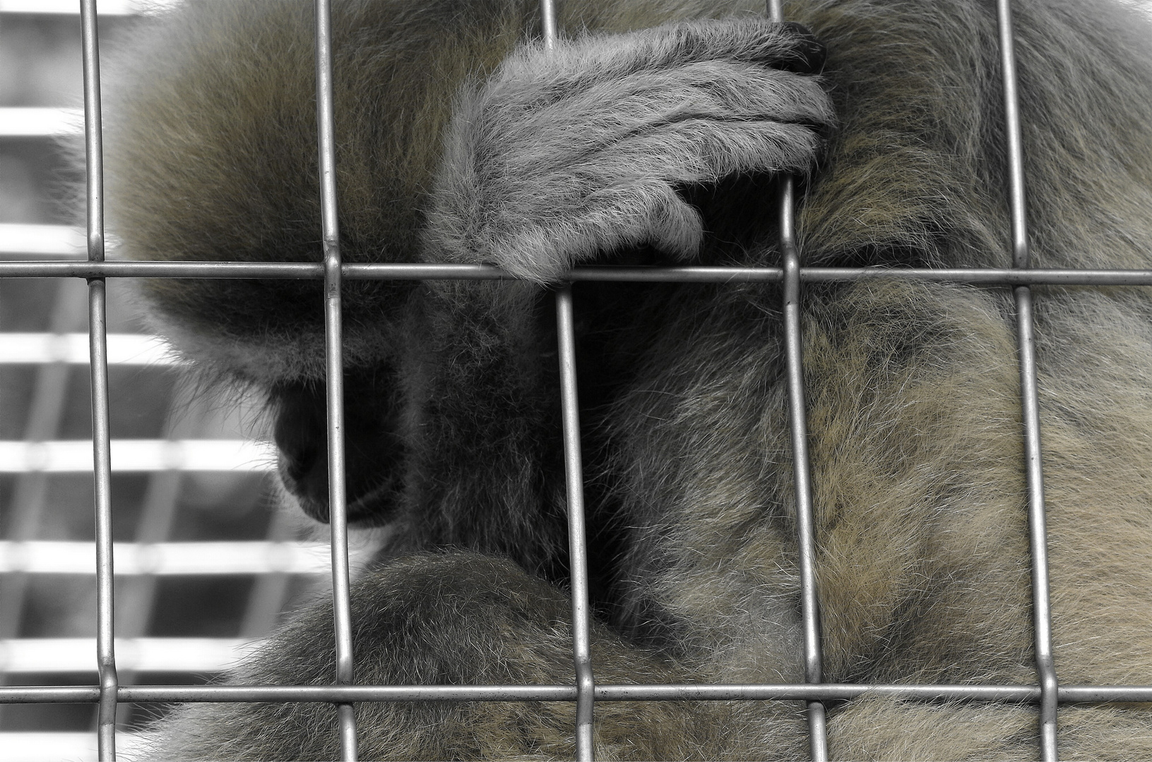 Gibbon hinter Gittern