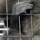 Gibbon hinter Gittern