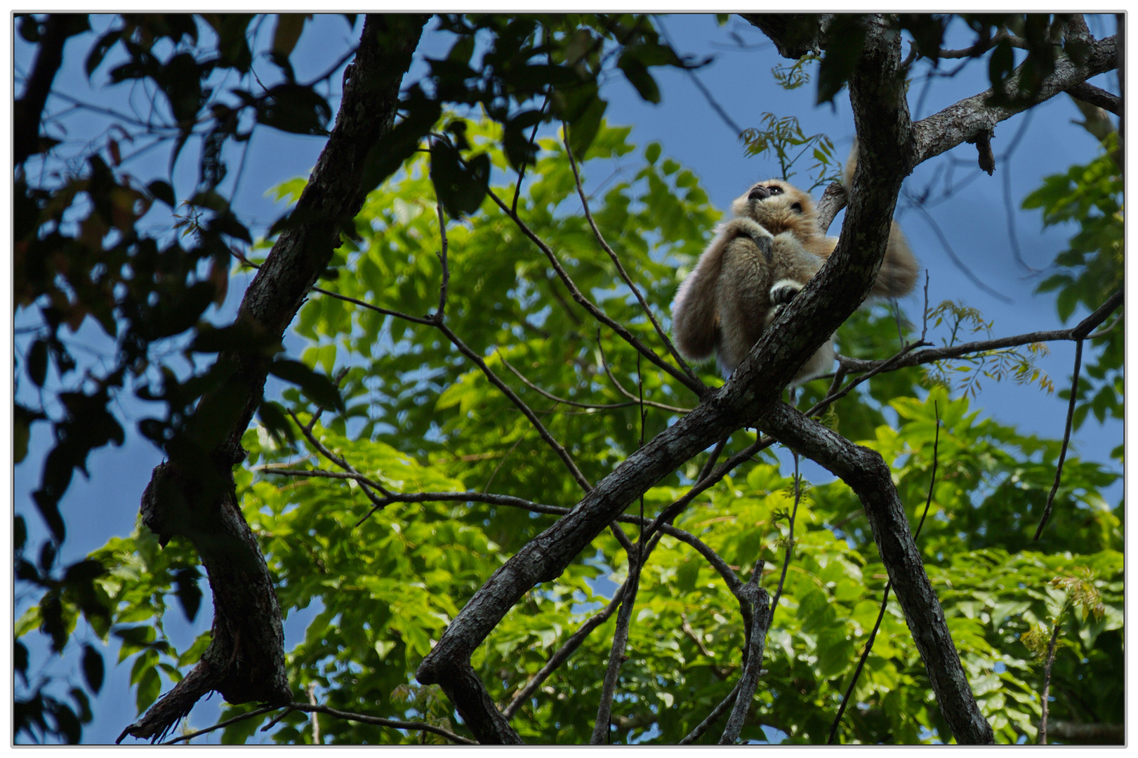 Gibbon im Dschungel