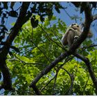 Gibbon im Dschungel