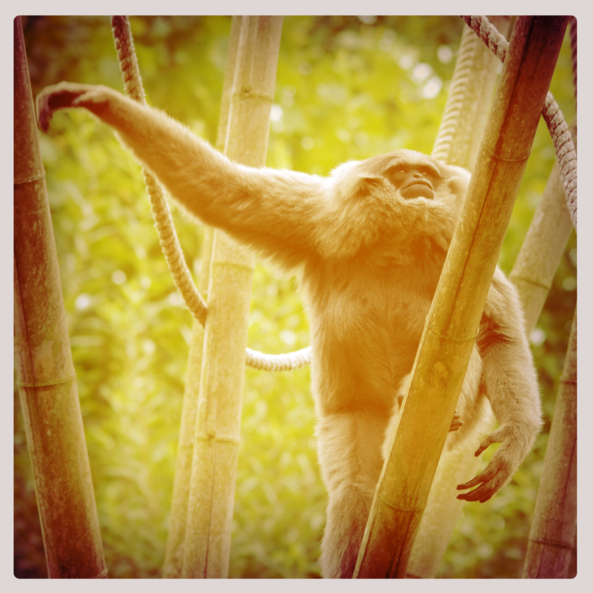 Gibbon im Instamatic-look