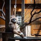 Gibbon im Tierpark Ströhen