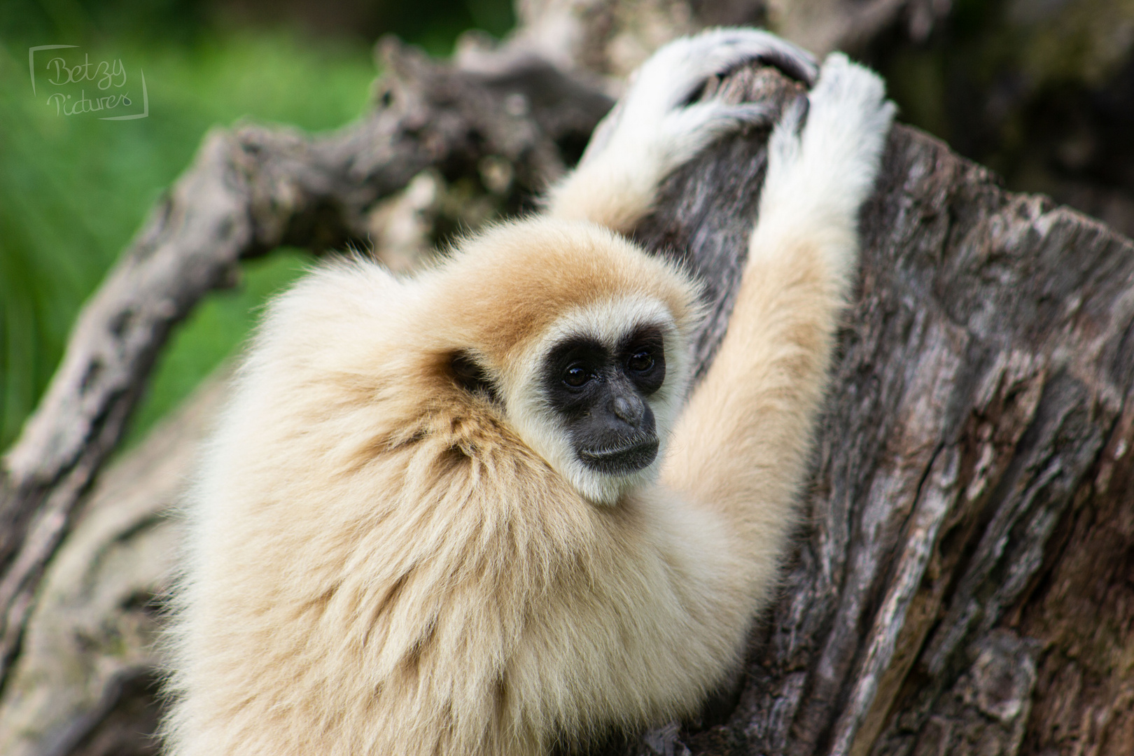 Gibbon im Zoo Zagreb