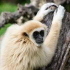 Gibbon im Zoo Zagreb