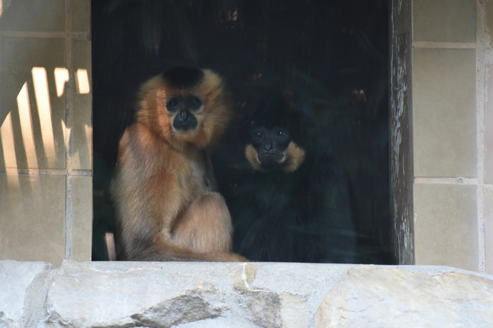 Gibbon Männchen u. Weibchen