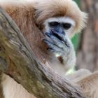 Gibbonaffe 3