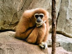 Gibbonaffe