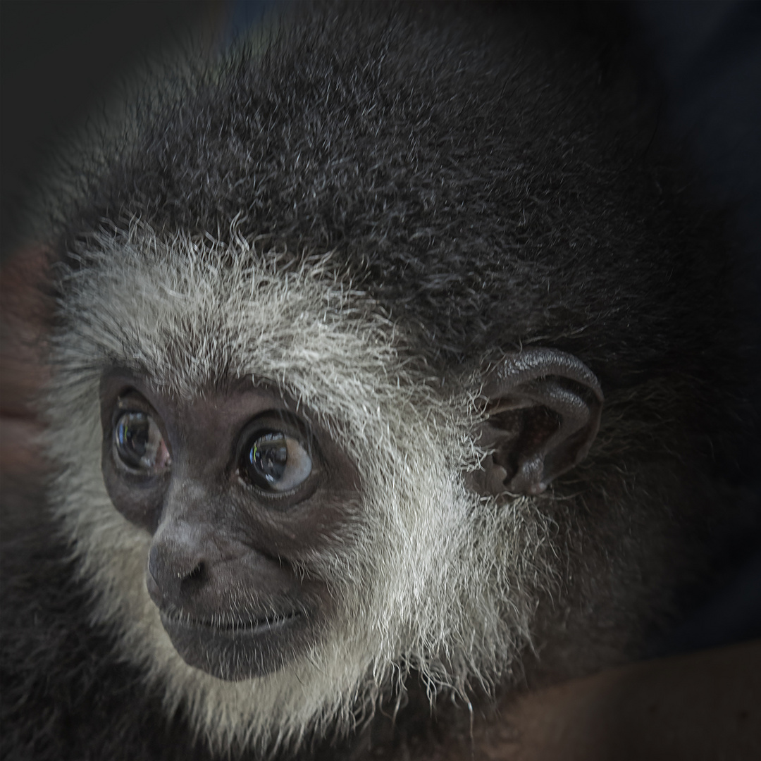 Gibbonbaby