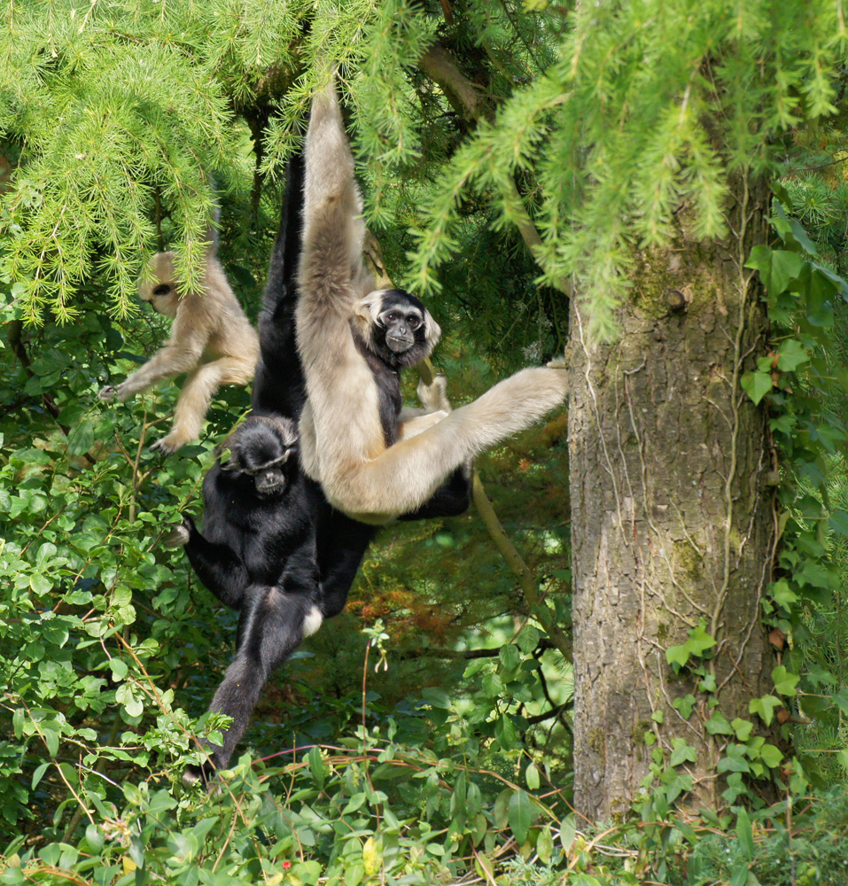Gibbonfamilie