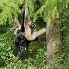 Gibbonfamilie