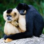 Gibbons