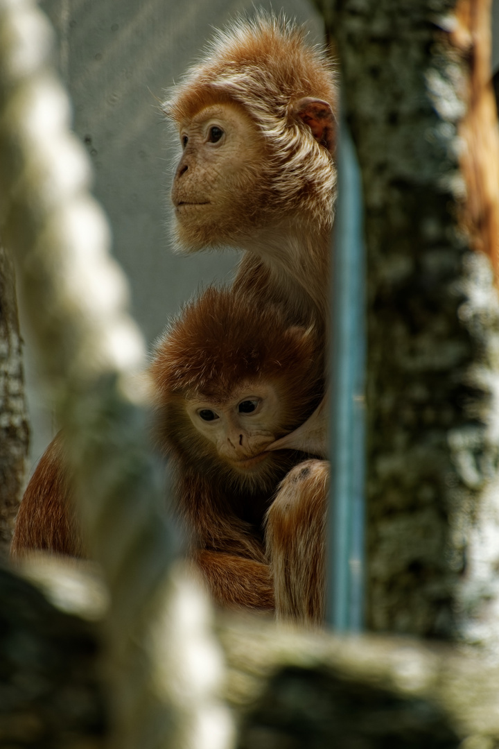 Gibbons