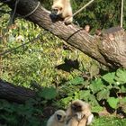 Gibbons