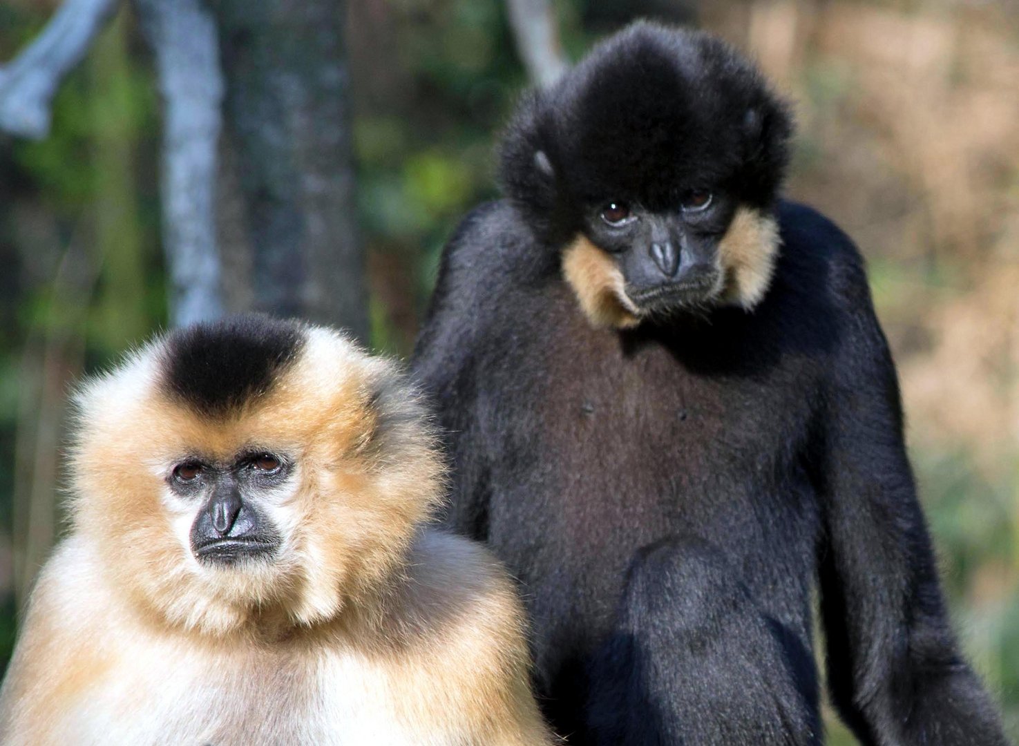 Gibbons