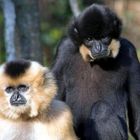 Gibbons