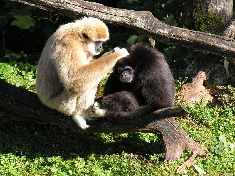 gibbons