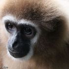 Gibbons