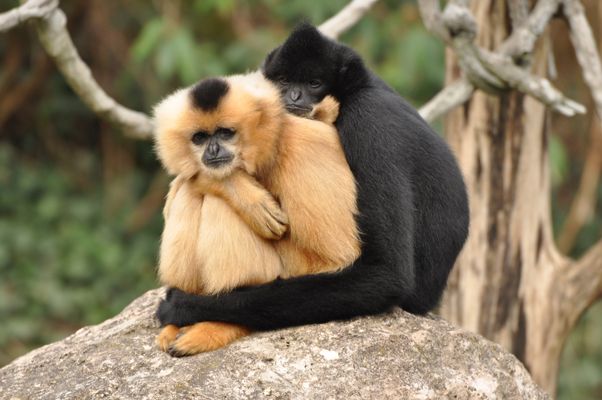 Gibbons Lass uns kuscheln !!