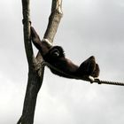 Gibón descansando a 10 metros del suelo tras mecerse de rama en rama.