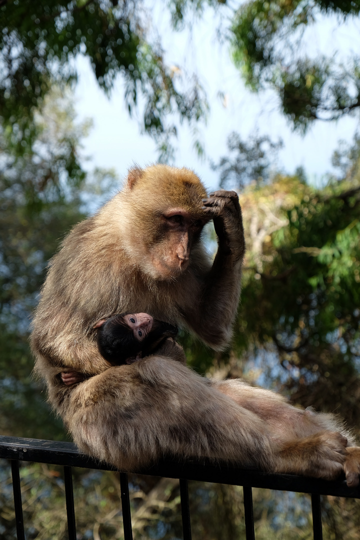 Gibraltar - Affe