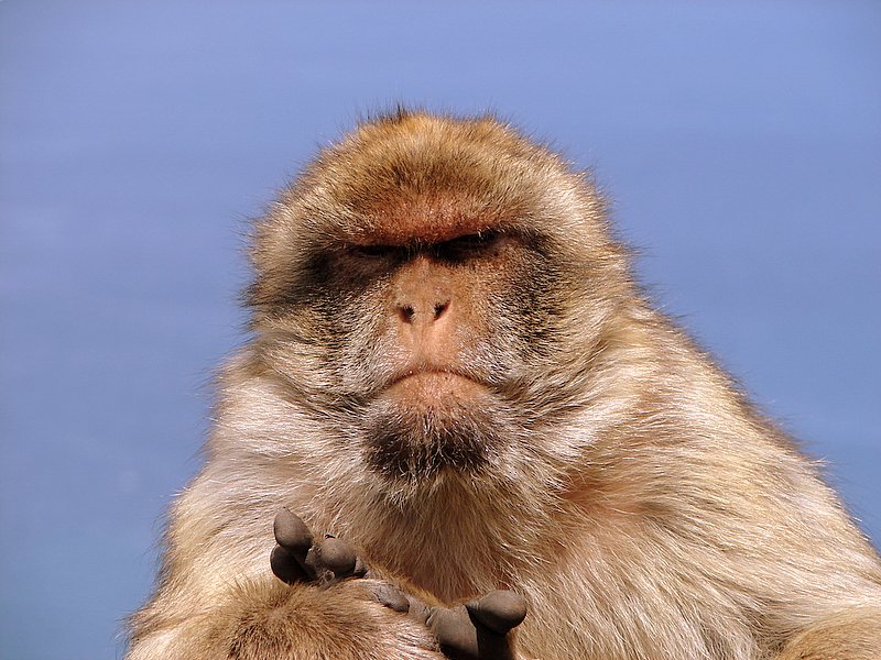 Gibraltar Affe