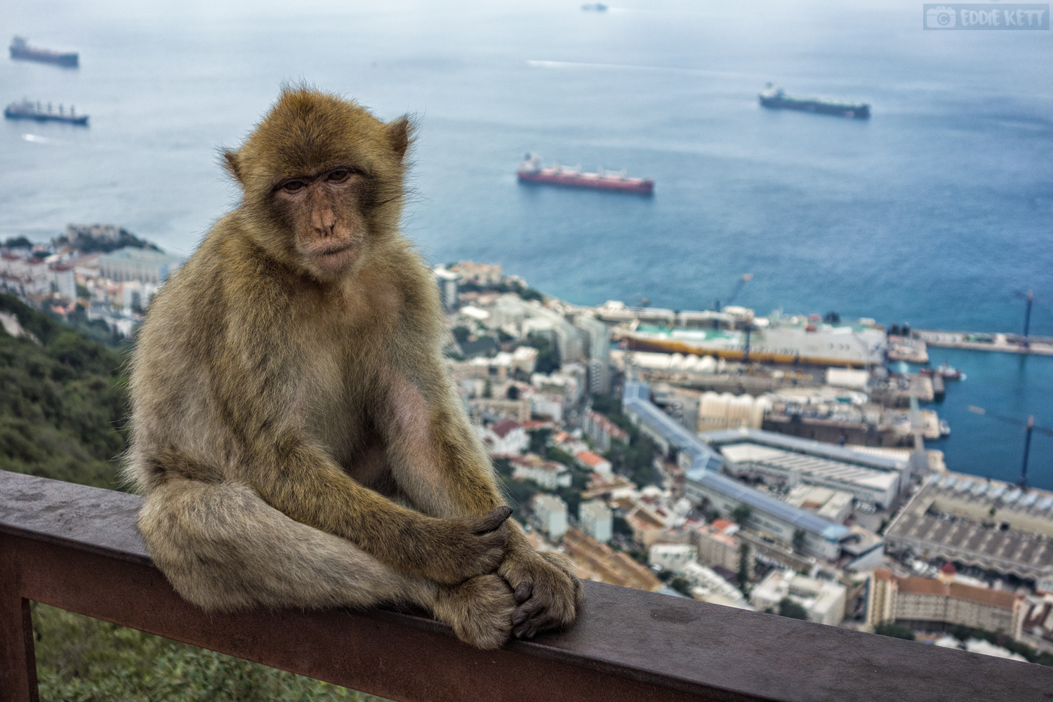 Gibraltar-Affe