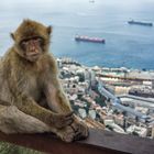 Gibraltar-Affe