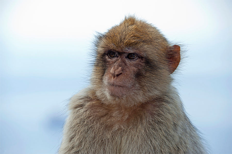 Gibraltar-Affe