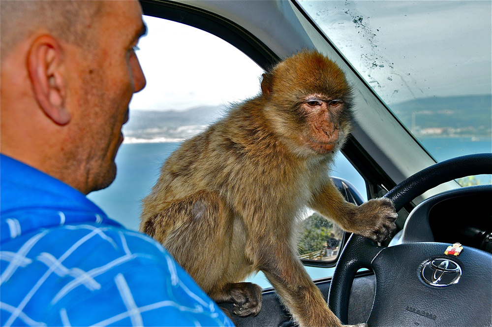 Gibraltar-Affen 03