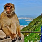 Gibraltar-Affen 04