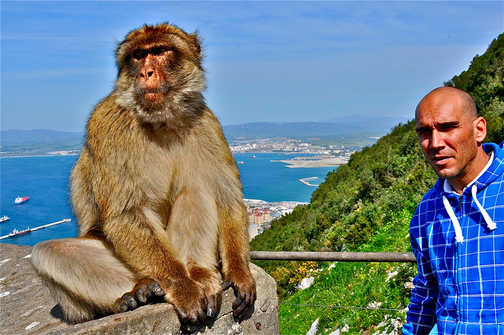 Gibraltar Affen Gibraltar Affen