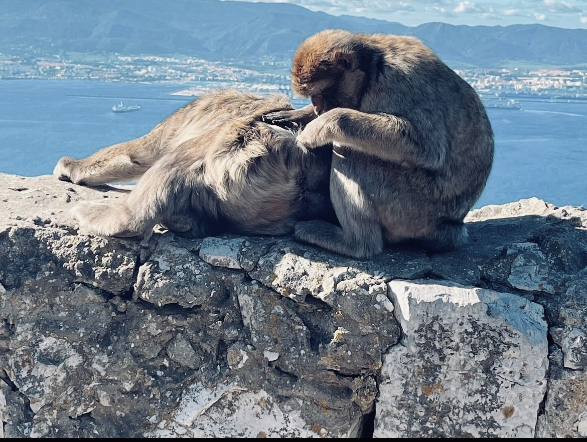 Gibraltar Affen