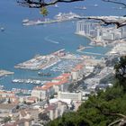 Gibraltar aus der Perspektive der Affen
