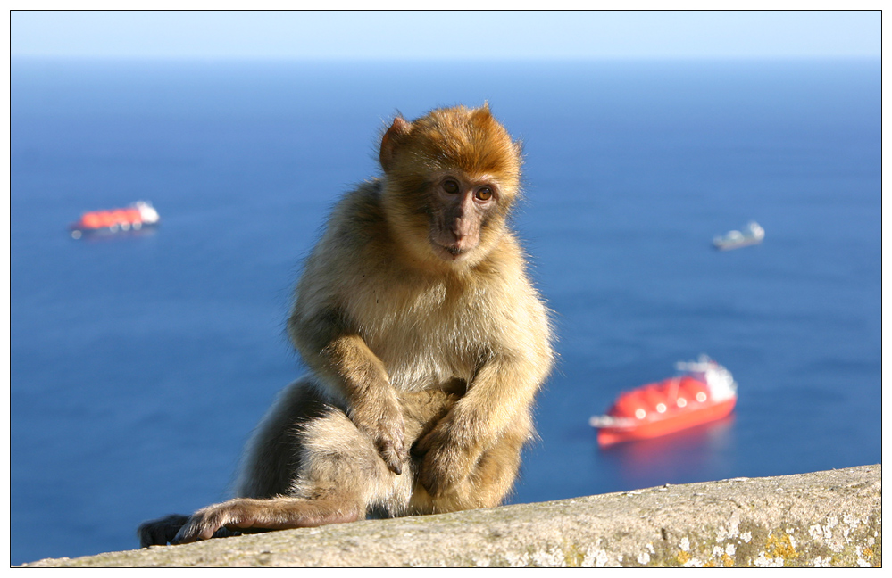 Gibraltar: Der Affe und die Arctic Princess