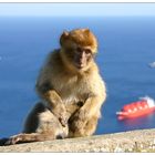 Gibraltar: Der Affe und die Arctic Princess