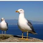 Gibraltar Möven mit Costa del Sol