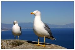 Gibraltar Möven mit Costa del Sol