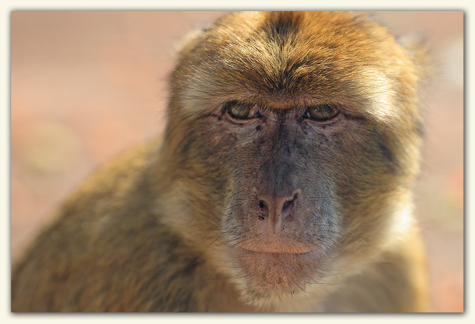 Gibraltar Monkey